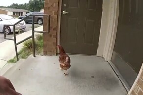 Полицейские арестовали курицу, которая кошмарила американку