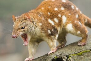 В Австралии поймали тигрового кволла, который 130 лет считался вымершим