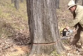 Мужчине пришлось спилить дерево, чтобы спасти четвероногого друга