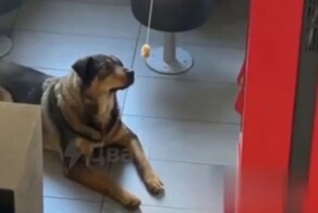 Полицейские пытались выманить собаку из ресторана фаст-фуда с помощью курочки на верёвке