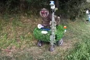 В Японии роботы-волки защищают города от медведей