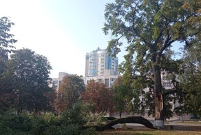 В Орле раскололся знаменитый дуб, посажённый в честь отмены крепостного права