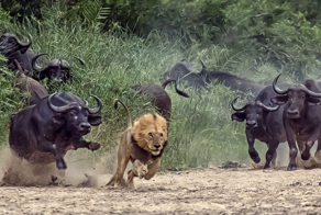 Мощь и сила: грозный африканский буйвол