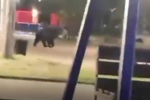 Жители Приморского края встретили в парке медведя, который вальяжно прогуливается по детской площадке