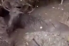 Рабочий спас лося, оказавшегося в яме с грязью