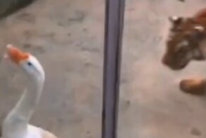 Гусь вышел на тропу войны