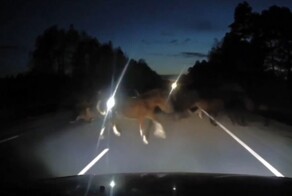 Пострадала одна лошадиная сила