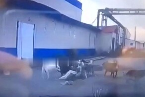 Женщину спасли от стаи бездомных собак в Нижневартовске