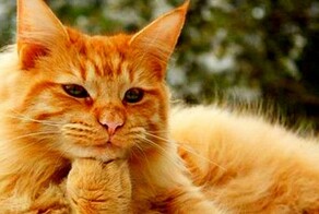 Котики-философы, которые знают о мире всё или почти всё