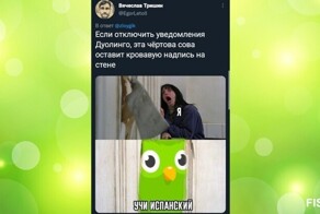 Маниакальная сова Duolingo стала маниакальным мемом