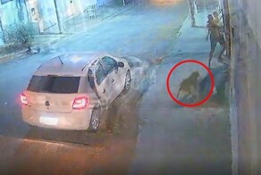 В Бразилии полицейский несколько раз выстрелил в бегущую в его сторону собаку