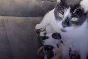 Девушка внезапно стала хозяйкой большого кошачьего семейства