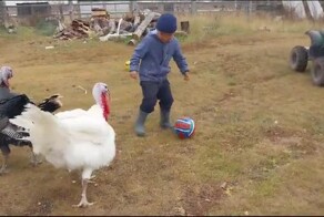 Мальчишки сыграли в футбол с индюками