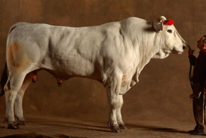 Порода коров, впечатляющая своими размерами