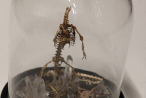 На жителя Германии возбудили уголовное дело из-за посылки из России