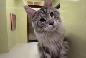 Китаец построил мини-особняк для своих котов