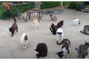 Кошки в одном из приютов Румынии