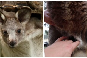 Сумку кенгуру показали изнутри