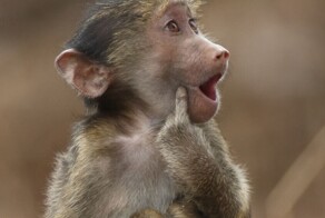 40 уморительных фото животных с конкурса Comedy Wildlife