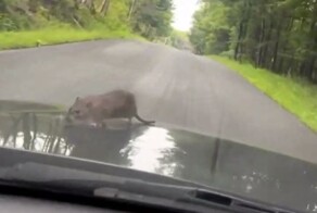Прямо во время поездки из-под капота авто вылезла крыса, уселась на нём и поехала с ветерком