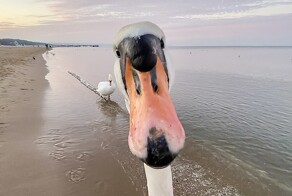 Зверские фото