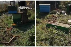 В Новосибирской области медведь зашел во двор дома и разгромил пасеку