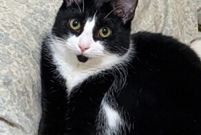 Кошка вернулась к хозяину после ее загадочной кражи таксистом