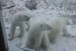 Медведи прогулялись рядом с избушкой госинспекторов в Якутии