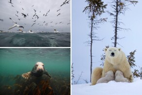 Дикие животные на снимках Брайана Мэтьюза