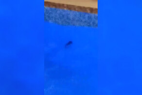 Во Владимире крыса пробралась в СПА-центр и нырнула в бассейн