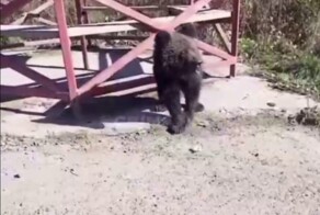 Почти контактный зоопарк с двумя дикими медвежатами устроили жители Сахалина