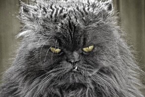 На мордашку хмурые, добрые внутри