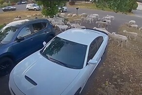 Овцы сбежали от хозяина и решили погулять по городу