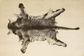 Марози: загадочный обитатель Восточной Африки