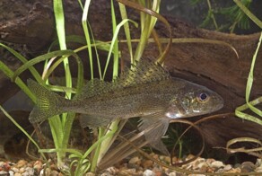 Рыбы с колючками: занимательные факты о ершах