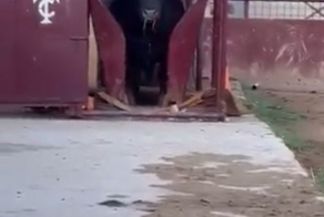 Боевой испанский бык