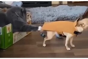 Кот мешает псу покинуть комнату