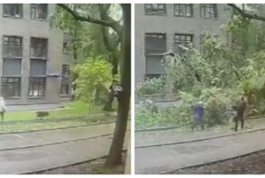 Момент падения дерева на женщину попал на видео