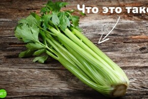 Тест на поварёнка