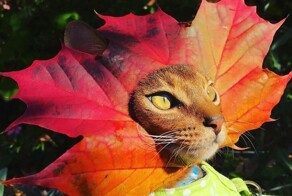 Осенние коты