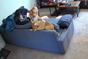 Пёс услышал сирену и не смог устоять перед её зовом