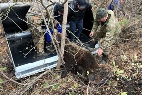 В Башкирии кассирша "Пятерочки" спаслась от медведицы с помощью пакетов и громкого голоса