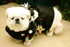 Креативная мода для стильных собак (49 фото)