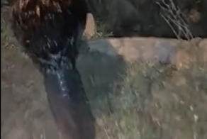 "Какой бобёр! Не сбегай, парень!": перевод того самого видео поляка, который встретил бобра