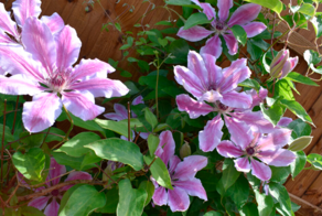 Когда и как сажать клематис