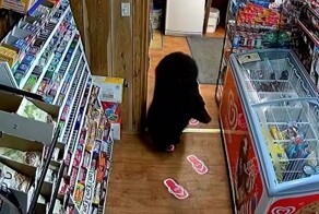 Медведь стащил пачку мармелада из магазина
