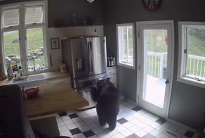 Косолапый воришка украл курицу из холодильника женщины