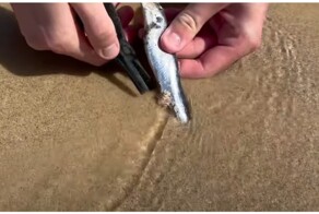 Австралиец показал, как ловит на пляже плотоядных песчаных червей