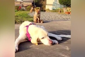 Лиса с самого детства навещает домашнюю собаку и поддерживает её во время тяжёлой болезни