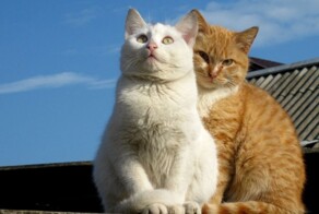Коты-романтики и их эмоции